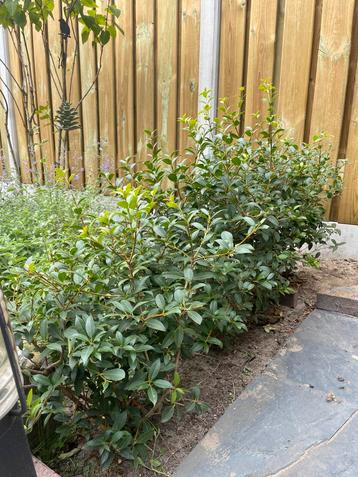 10x Osmanthus burkwoodii – 60 cm hoog beschikbaar voor biedingen