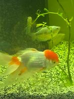 Leeuwekop vis sluiertaart met 4 Gourami  ), Dieren en Toebehoren, Vissen | Aquariumvissen, Vis