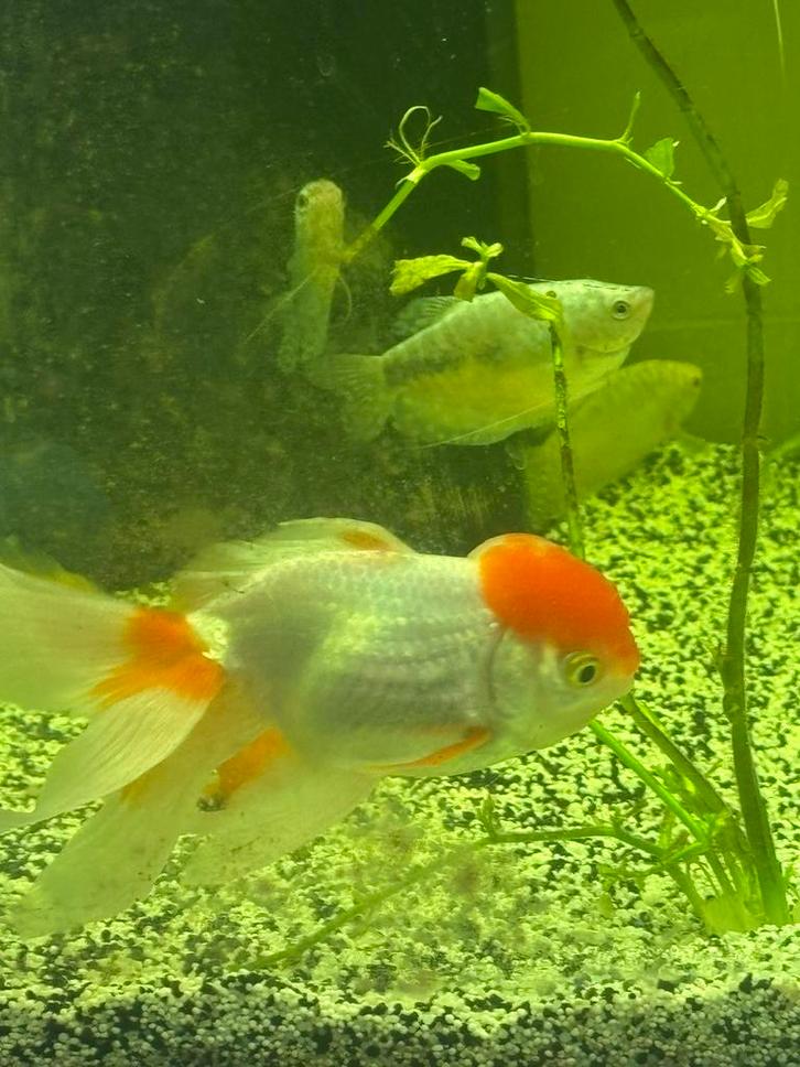 Leeuwekop vis sluiertaart met 4 Gourami  ), Dieren en Toebehoren, Vissen | Aquariumvissen, Vis
