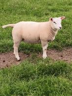 Schapen Lammeren te koop, Dieren en Toebehoren, Schapen, Geiten en Varkens, Meerdere dieren, Schaap, 0 tot 2 jaar
