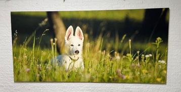 Hondenfoto's op Canvas 300x140 beschikbaar voor biedingen