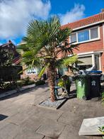 Grote palmboom, Ophalen of Verzenden, Volle zon, Overige soorten
