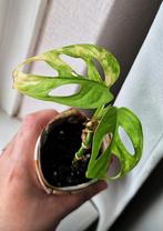 Monstera adansonii variegata, Ophalen, Overige soorten, Minder dan 100 cm