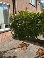 Bolboompjes - Ideaal voor kleine tuinen, Tuin en Terras, Planten | Bomen, Bloeit niet, Minder dan 100 cm, Ophalen, Volle zon