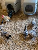 Foktoom java kriel citroenporsein, Dieren en Toebehoren, Pluimvee, Meerdere dieren, Kip