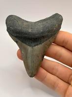 Haaientand Megalodon 9.3 centimeter, Verzamelen, Mineralen en Fossielen, Ophalen of Verzenden, Fossiel