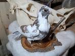 Opgezette duif - opgezet - vogel - taxidermie - landelijk, Ophalen of Verzenden, Gebruikt, Vogel, Opgezet dier