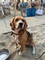 Beagle dekreu aangeboden, Dieren en Toebehoren, België, Particulier, Rabiës (hondsdolheid), Eén hond