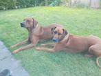 Rhodesian Ridgeback Pups te koop, 12 weken oud ( Reuen), Dieren en Toebehoren, Honden | Setters en Staande honden, Fokker | Hobbymatig