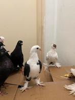 Sierduiven, Dieren en Toebehoren, Vogels | Duiven, Meerdere dieren
