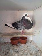 Krasbonte doffer, Dieren en Toebehoren, Vogels | Duiven, Mannelijk, Kropper
