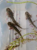 Axolotl's, Dieren en Toebehoren, Amfibie, 0 tot 2 jaar