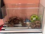 Glazen bak voor hamster, Ophalen, Zo goed als nieuw, Terrarium of Paludarium