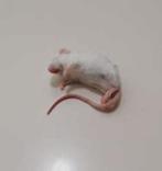 diepvries muizen en ratten te koop bij csreptiles Venlo, Dieren en Toebehoren, Slang