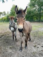 2 mini muildier merries - shetlander moeder en ezel vader, Minder dan 160 cm, Niet van toepassing, 3 tot 6 jaar, Recreatiepaard