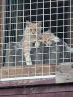 Maine Coon kater mag per direct weg met stamboom, Dieren en Toebehoren, Katten en Kittens | Raskatten | Langhaar, Kater, Met stamboom