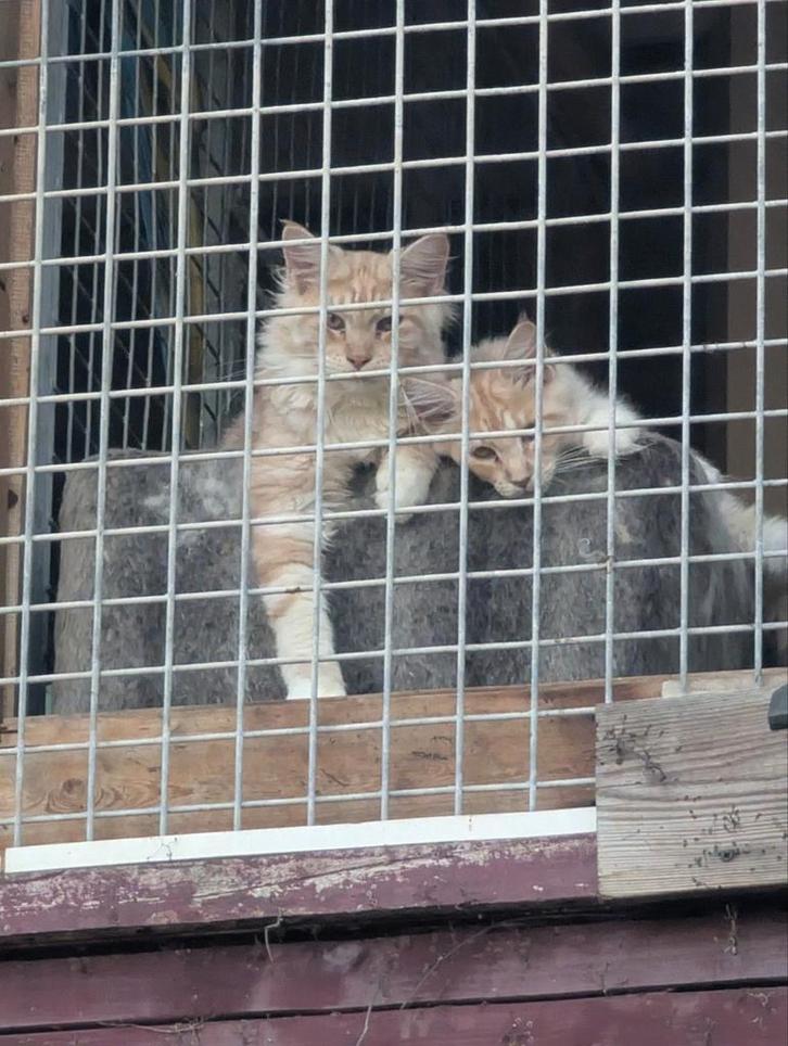 Maine Coon kater mag per direct weg met stamboom, Dieren en Toebehoren, Katten en Kittens | Raskatten | Langhaar, Kater, Met stamboom