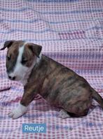 Bull terrier pups nieuw nestje, Dieren en Toebehoren, Honden | Jack Russells en Terriërs, Bull Terriër, Rabiës (hondsdolheid)