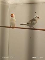 Putter majoor koppel, Meerdere dieren, Wildzangvogel