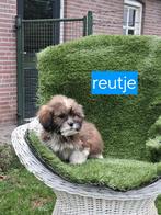 Te koop mooie speelse boomer pups, Overige rassen, CDV (hondenziekte), 8 tot 15 weken, Meerdere
