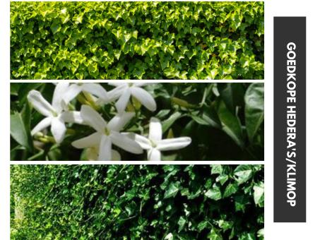hedera hibernica klimop | verzending door heel NL €14,95, Ophalen, Overige soorten, Haag, 100 tot 250 cm