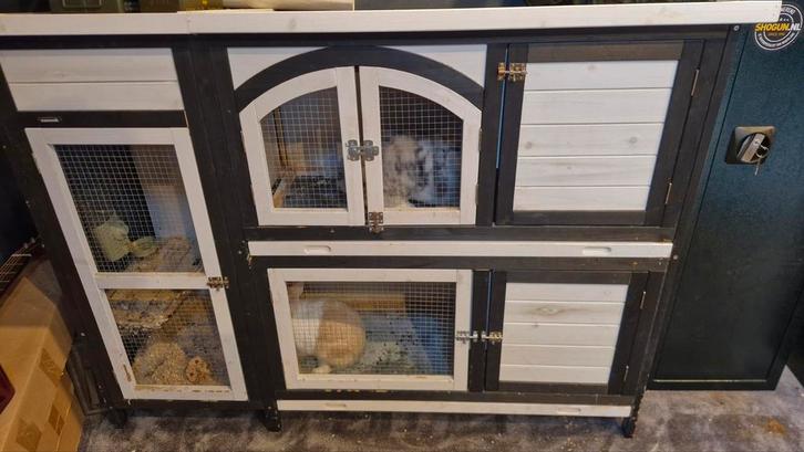 2 vrouwlijke konijnen incl kooi, Dieren en Toebehoren, Konijnen, Meerdere dieren, Hangoor