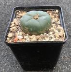 Cactus, Lophophora, Ophalen of Verzenden, Cactus, Volle zon, Minder dan 100 cm