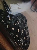 Potamotrygon BD vrouw 55 cm 4 weken zwanger, Dieren en Toebehoren, 0 tot 2 jaar