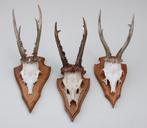 3 x groot REE GEWEI op eikenhouten schild - set A