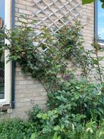 Rozen rozenplant rozenstruik klimroos, Tuin en Terras, Verzenden, Zomer, Overige soorten, Volle zon