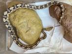 Transpecos-Rattenslang, Dieren en Toebehoren, Reptielen en Amfibieën, Slang, Tam, 0 tot 2 jaar