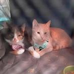 Met spoed een nieuwe thuis nodig, Dieren en Toebehoren, Katten en Kittens | Overige Katten, Poes, 0 tot 2 jaar