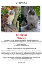 Vermist Siberisch poesje, Dieren en Toebehoren, Katten en Kittens | Raskatten | Langhaar, Poes