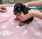 Nog 1 Prachtig Dwergteckel pupje Langhaar met ARFE stamboom, Dieren en Toebehoren, Fokker | Hobbymatig, Rabiës (hondsdolheid)