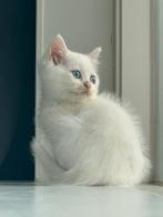 Te koop: 2 schattige kattinnen 🐾, Dieren en Toebehoren, Katten en Kittens | Raskatten | Korthaar, Poes