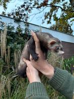 Te koop mooie gezonde lieve fretten van mei 2025, Mei, Meerdere dieren
