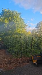 Conference perenbomen, Tuin en Terras, Planten | Bomen, Ophalen of Verzenden, Volle zon, Overige soorten