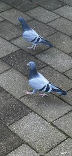 Twee jonge postduiven 2025, Dieren en Toebehoren, Vogels | Duiven, Meerdere dieren, Postduif