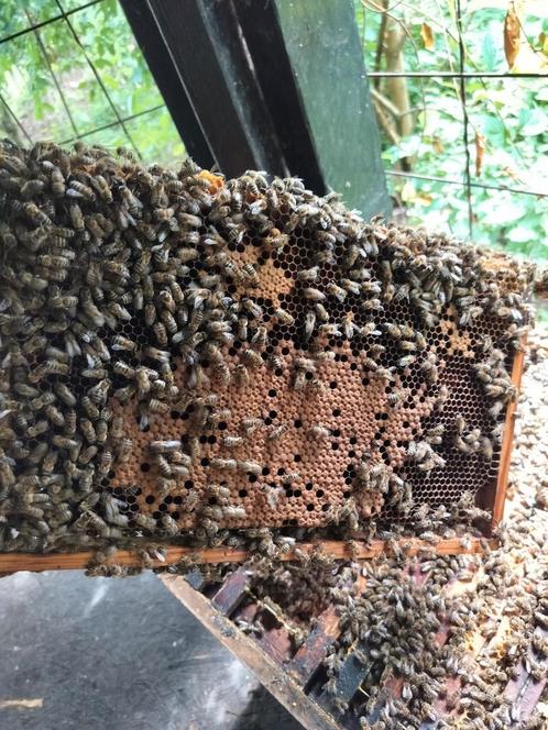 Bijenvolken - spaarkast - afleggers 2025, Dieren en Toebehoren, Insecten en Spinnen, Bijen