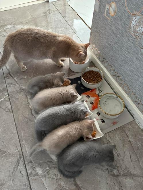 Brits kort haar te koop, Dieren en Toebehoren, Katten en Kittens | Dekkaters, 0 tot 2 jaar