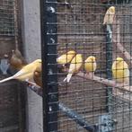 Kanaries, Dieren en Toebehoren, Mannelijk, Kleurkanarie