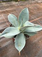 Agave dragoines, Ophalen of Verzenden, Overige soorten, Volle zon
