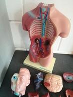 MOOI 45 CM GROOT KUNSTSTOF ANATOMISCH MODEL IN MOOIE STAAT, Ophalen of Verzenden