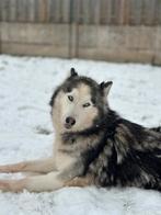 Lola zoekt een nieuw huisje, Dieren en Toebehoren, Teef, Poolhond, Parvo, Eén hond
