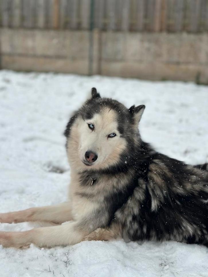 Lola zoekt een nieuw huisje, Dieren en Toebehoren, Honden | Poolhonden, Keeshonden en Oertypen, Teef, Poolhond, Particulier, Eén hond