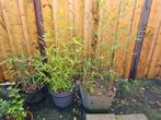 Bamboe 3x, Tuin en Terras, Ophalen of Verzenden, Halfschaduw, Lente