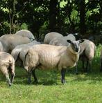 Schapenwol van Bleu du Maine schapen, Dieren en Toebehoren, Schapen, Geiten en Varkens, Vrouwelijk, Schaap
