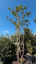 Lagerstroemia indica ‘Rosea’ Meerstammig, Ophalen of Verzenden, Volle zon, Overige soorten, Minder dan 100 cm