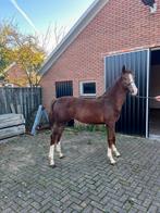 Te koop merrie veulen , Donkere vos, Merrie, Minder dan 160 cm, 0 tot 2 jaar, Gechipt
