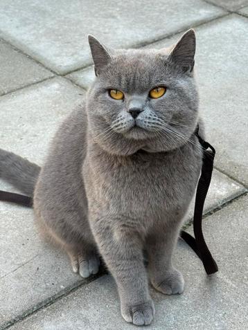 Dekkater Britse Korthaar beschikbaar voor biedingen